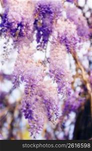 Close up of Wisteria vine and flowers