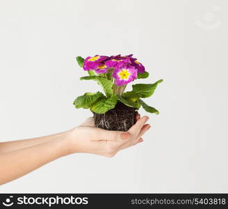 close up of woman&#39;s hands holding flower in soil