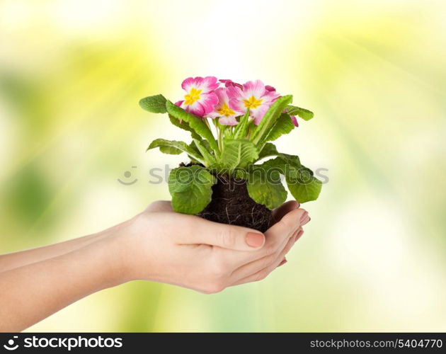 close up of woman&#39;s hands holding flower in soil