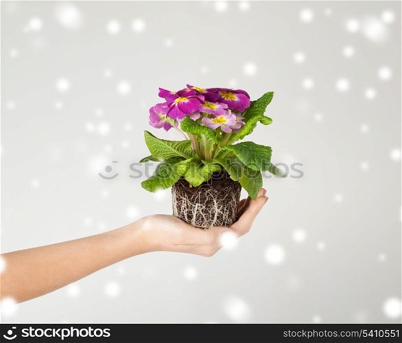 close up of woman&#39;s hands holding flower in soil