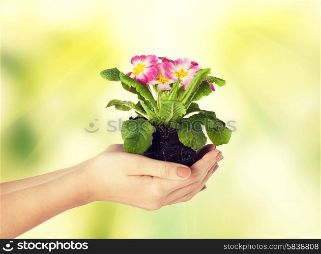 close up of woman&#39;s hands holding flower in soil