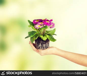 close up of woman&#39;s hands holding flower in soil