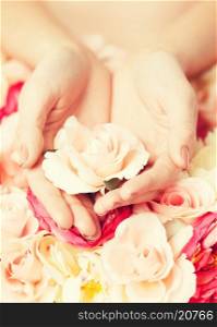 close up of woman&#39;s hands holding rose