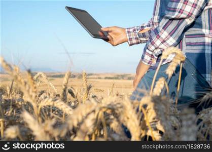 Close-up of woman hand touching tablet pc in wheat stalks. Agronomist researching wheat ears. Farmer using tablet in wheat field. Scientist working in field with agriculture technology .. Close-up of woman hand touching tablet pc in wheat stalks. Agronomist researching wheat ears. Farmer using tablet in wheat field. Scientist working in field with agriculture technology.
