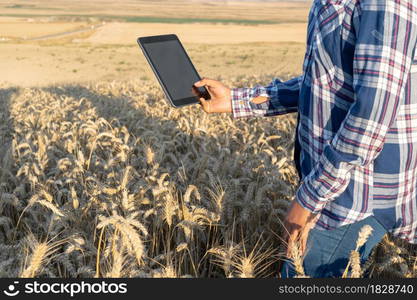 Close-up of woman hand touching tablet pc in wheat stalks. Agronomist researching wheat ears. Farmer using tablet in wheat field. Scientist working in field with agriculture technology .. Close-up of woman hand touching tablet pc in wheat stalks. Agronomist researching wheat ears. Farmer using tablet in wheat field. Scientist working in field with agriculture technology.