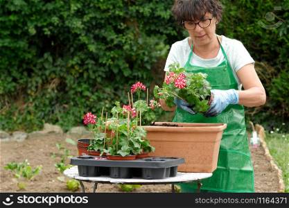 close up of woman potting geranium flowers