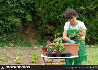 close up of woman potting geranium flowers