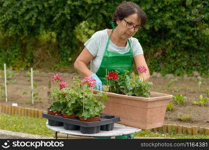close up of woman potting geranium flowers