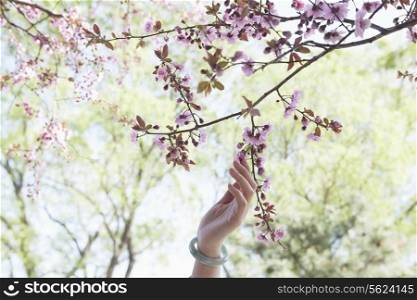 Close up of woman&rsquo;s hand touching a branch with pink cherry blossoms in a park in the springtime