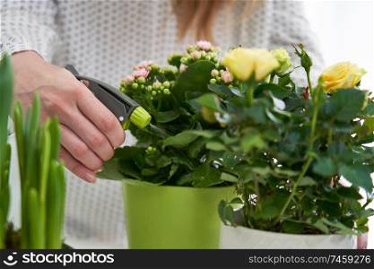 Close Up Of Woman Watering Yellow Rose Houseplant With Spray