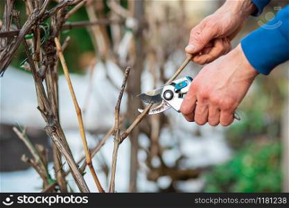 Close up of worker hands. The gardener cuts branches of bushes and trees in his garden. Spring garden work to care for trees and plants.. Close up of worker hands. The gardener cuts branches of bushes and trees in his garden.