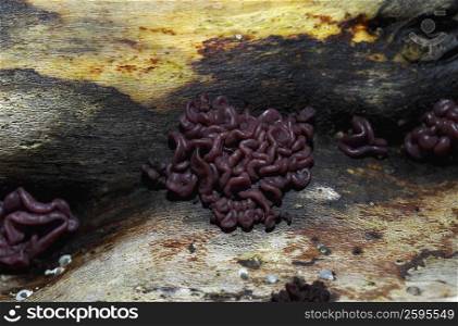 Close-up of worms on wood