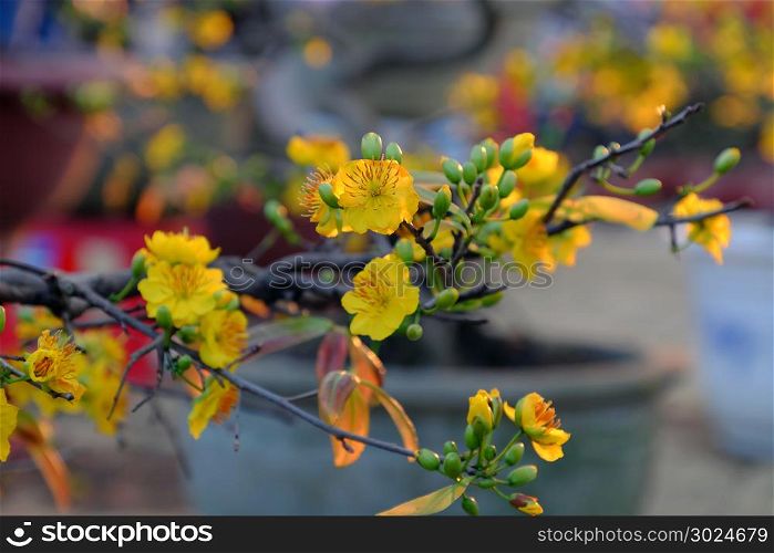 Close up of yellow apricot blossom on branch of tree at flower market in sunset, spring flower bloom bright, ready for decoration in lunar new year