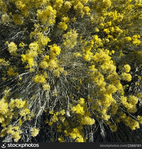 Close-up of yellow blooming bush in California.