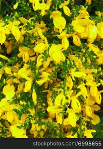 Close up of yellow blooming flowers as background. Nature concept.. Close up of yellow flowers as background.
