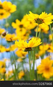 Close up of yellow coreopsis flowers blooming in a garden