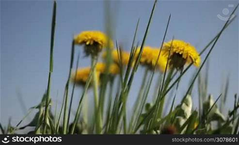 Close-up of yellow dandelion flowers among green grass on lawn. 360 degree dolly. Bright common dandelions in meadow at spring time. Used as a medical herb and food ingredient
