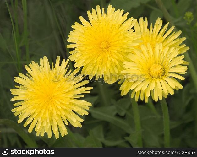 Close-up of yellow dandelions in full bloom. Vibrant summer flowers in the wild.