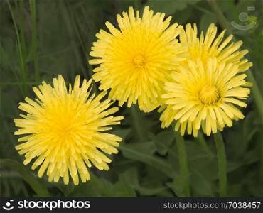 Close-up of yellow dandelions in full bloom. Vibrant summer flowers in the wild.