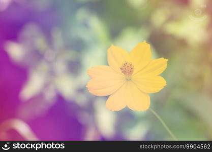 Close-up of yellow flower with green background