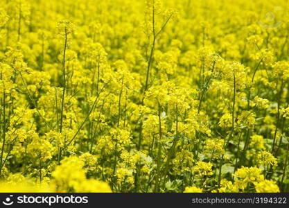 Close-up of yellow flowers in a field, Czech Republic