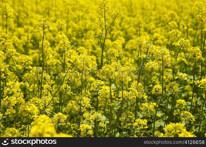 Close-up of yellow flowers in a field, Czech Republic