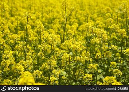 Close-up of yellow flowers in a field, Czech Republic