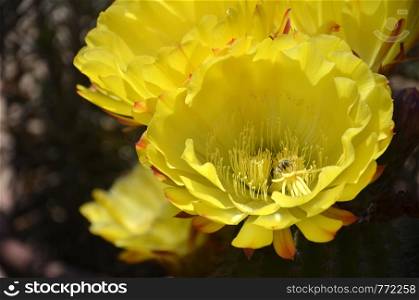 Close up of yellow flowers on a cactus