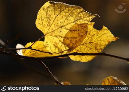 Close up of yellow leaves, autumn