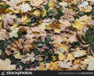 Close-up of yellow leaves on the ground. Focus