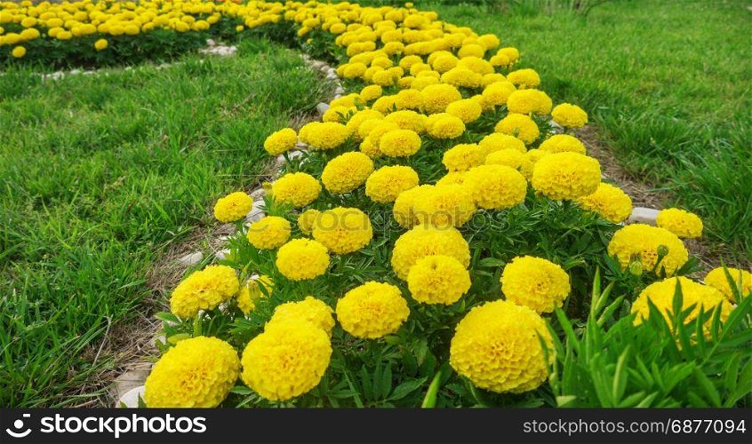 close-up of yellow marigolds against the background of green grass