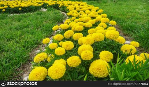 close-up of yellow marigolds against the background of green grass