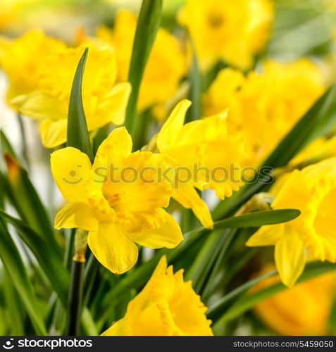 Close-up of yellow narcissus spring flower