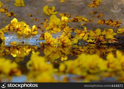 Close up of yellow petals flower that falling from Large Leopard tree to ground make nature background at Ho Chi Minh city, Vietnam on summer day