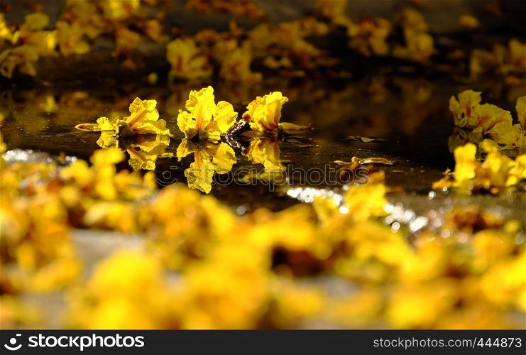 Close up of yellow petals flower that falling from Large Leopard tree to ground make nature background at Ho Chi Minh city, Vietnam on summer day