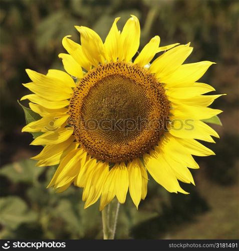Close up of yellow sunflower.