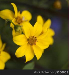 Close-up of Yellow Tickseed flowers, Lake of The Woods, Ontario, Canada