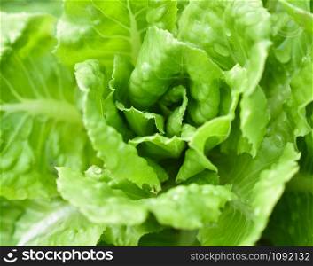 Close up of young and fresh green Butterhead Lettuce salad growing garden hydroponic farm plants