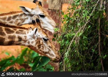 Close up of young giraffe eating leaves