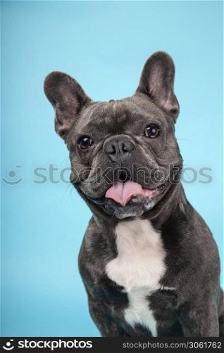 Close-up of young gray french bulldog dog on blue background
