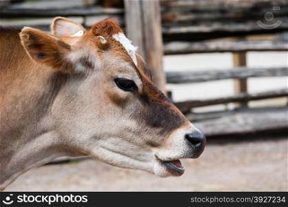 Close-up of young jersey cow head and face with mouth open as if talking, against blurred fence in background.