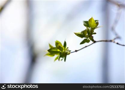 close up of young leaves on tree branch in nature in spring. spring blooming fruit tree in the garden plot. swollen buds on the flowering fruit tree.. close up of young leaves on tree branch in nature in spring. spring blooming fruit tree in the garden plot. swollen buds on the flowering fruit tree