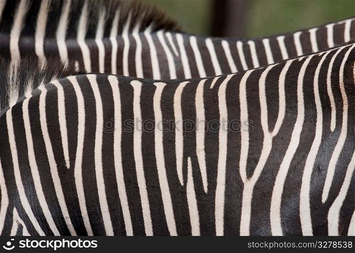 Close-up of zebra&acute;s stripes