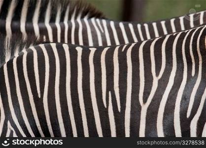 Close-up of zebra&acute;s stripes
