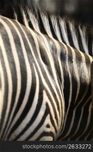 close up of zebra pattern