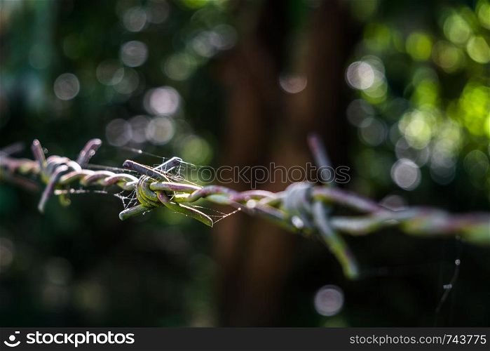Close up old barbed wire with a little spider web in morning light.