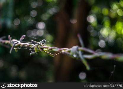 Close up old barbed wire with a little spider web in morning light.