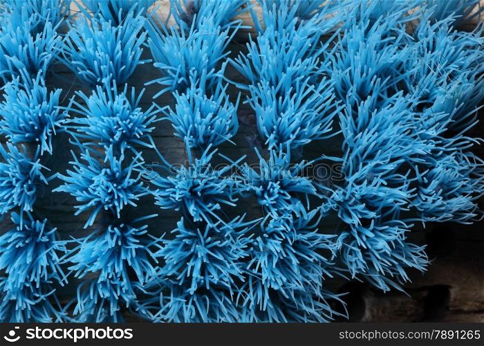 close up old blue wooden scrub brush
