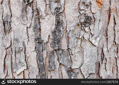 Close-up old tree bark of hardwood with cracked and grungy textured, Abstract nature background.