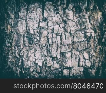 Close up old wood tree texture background pattern